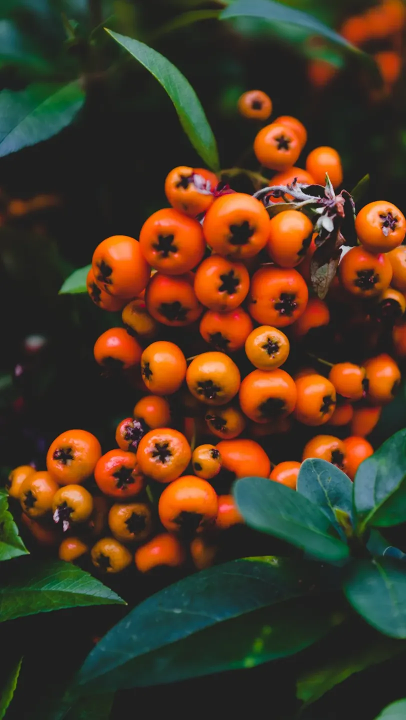 An Autumn Table: Bitter Greens, Golden Soup, Warm Cider