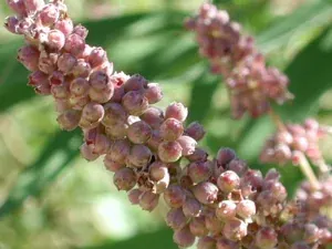 Vitex and PMS: A More Personal Approach