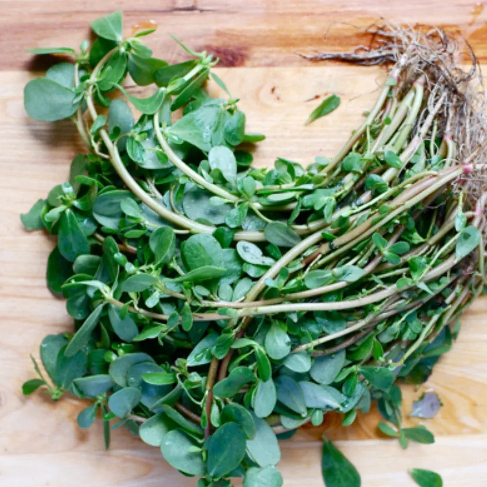 THE SUPERFOOD OF CRETE: PURSLANE
