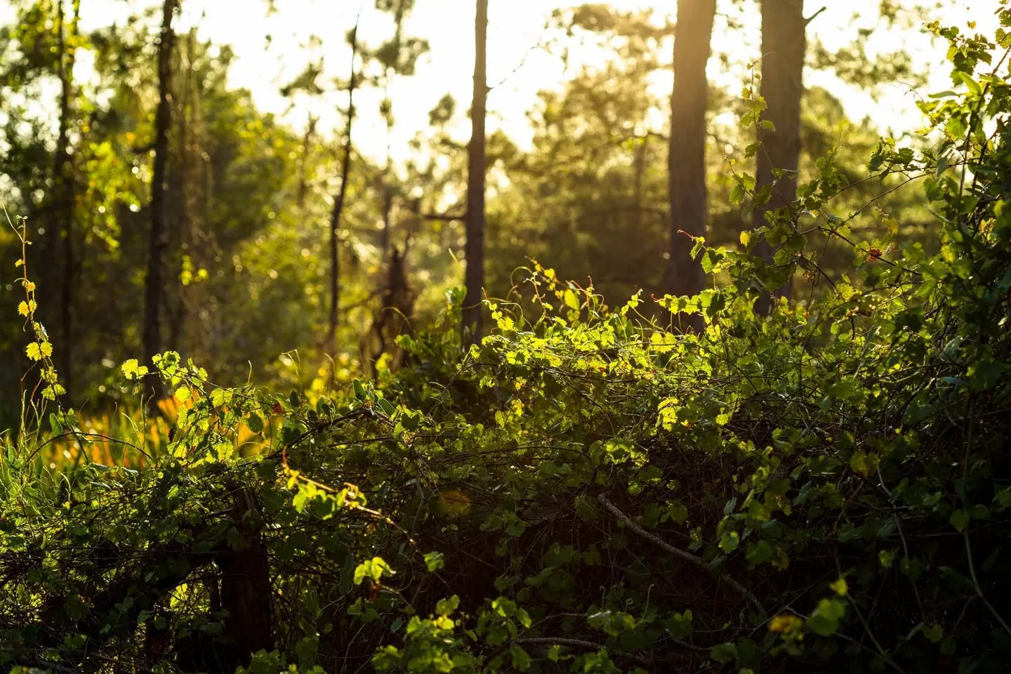 A Summer Ritual for Feeling More at Home in Your Body
