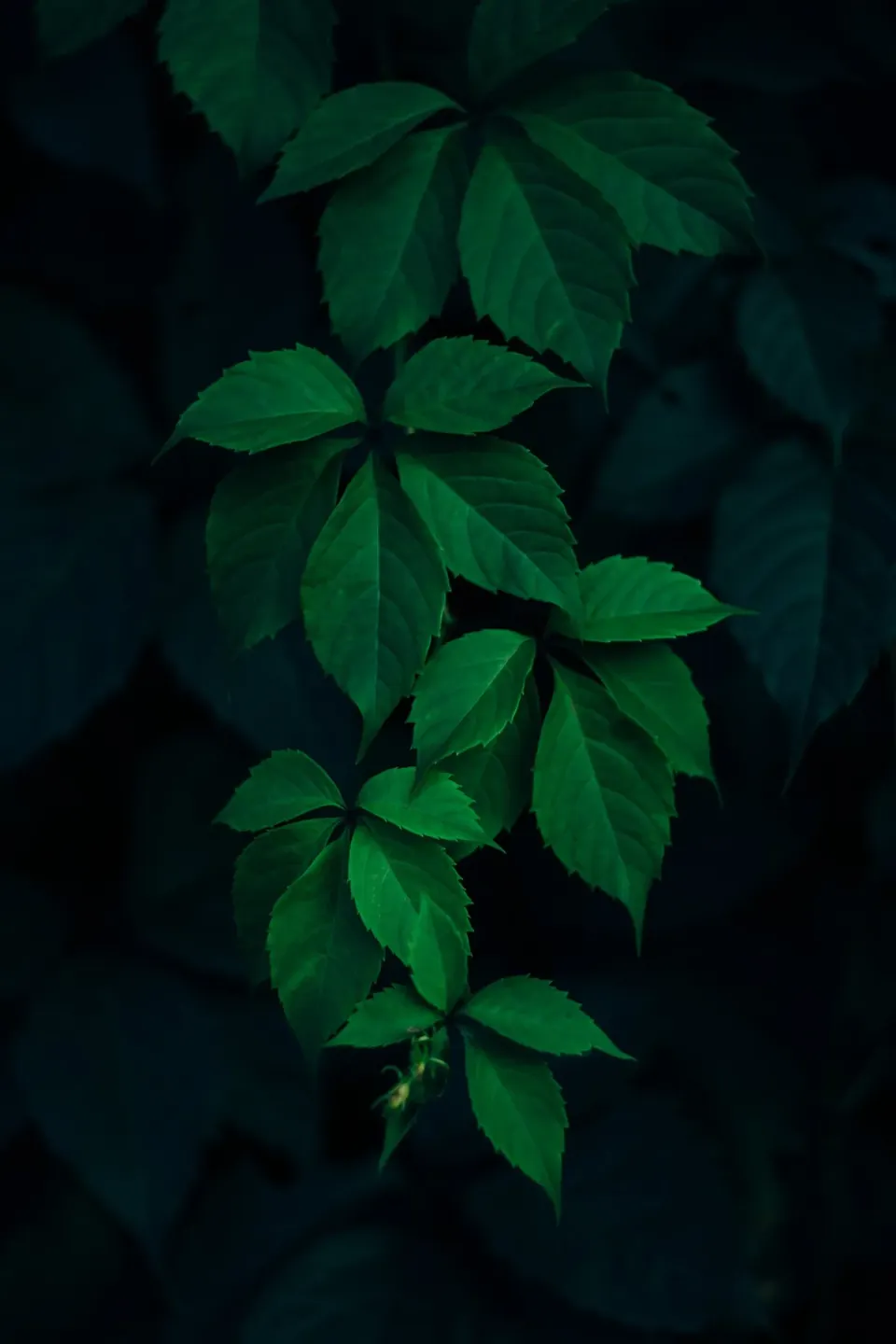 What Everybody Ought To Know About Naturopathic Doctors