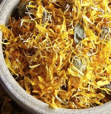 From the Medicine Wild Calendula archive