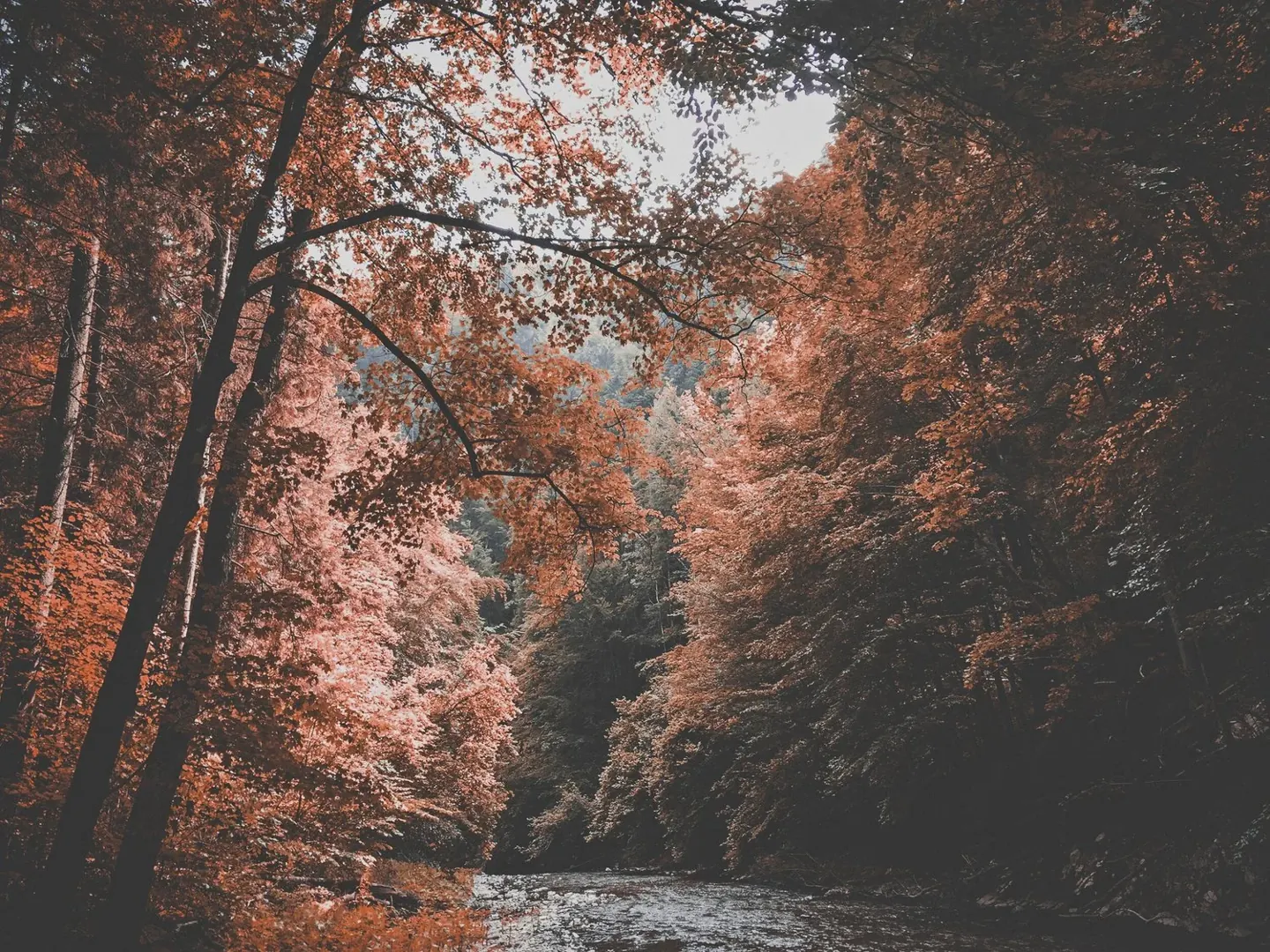 Ten Herbs for Fall & Winter: A Seasonal Apothecary