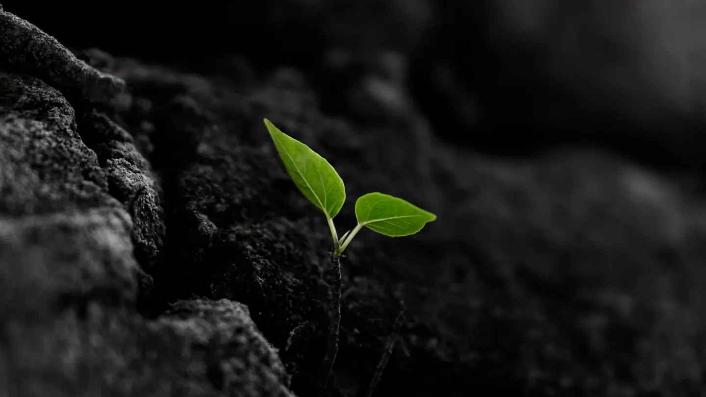 How the Seed Was Planted