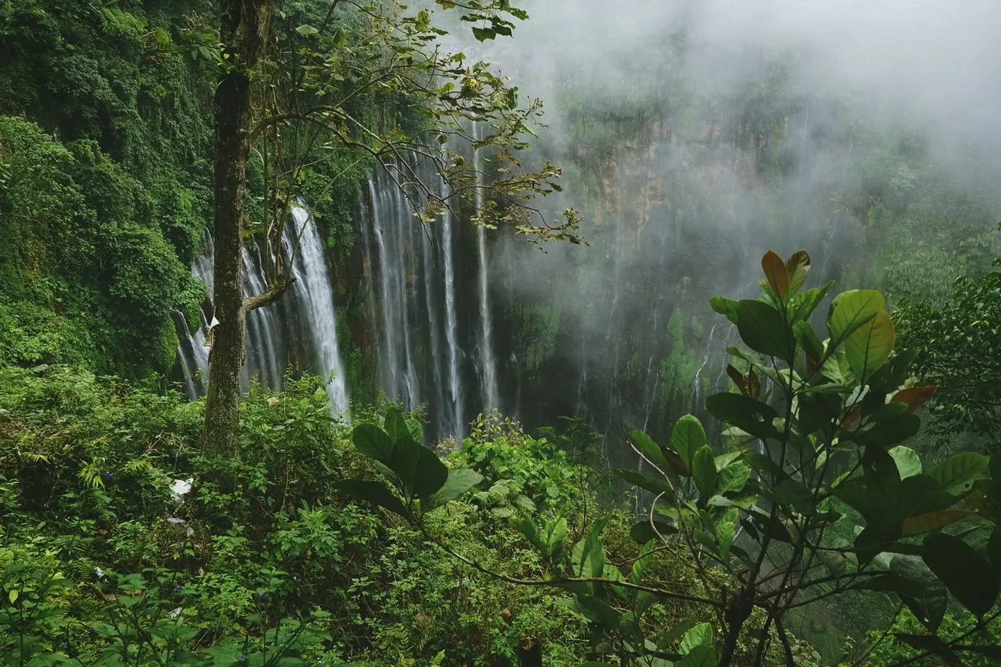 What the Rainforest Teaches Us About Plants
