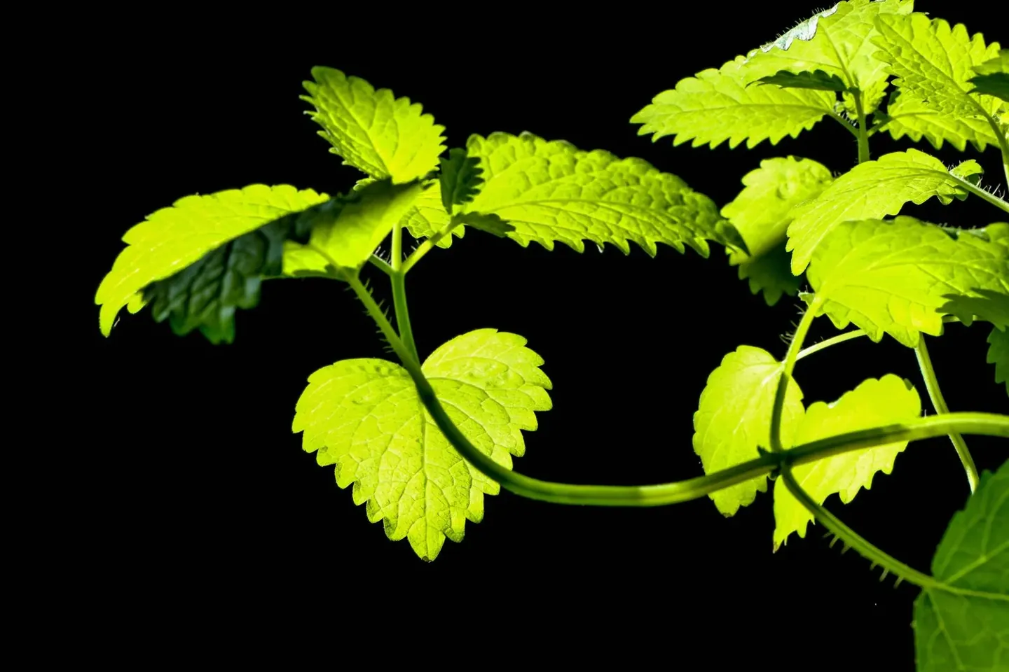 From the Medicine Wild Lemon Balm archive