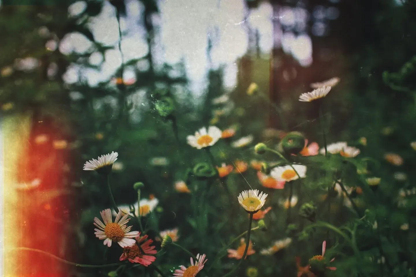 A Softer Landing for Allergy Season