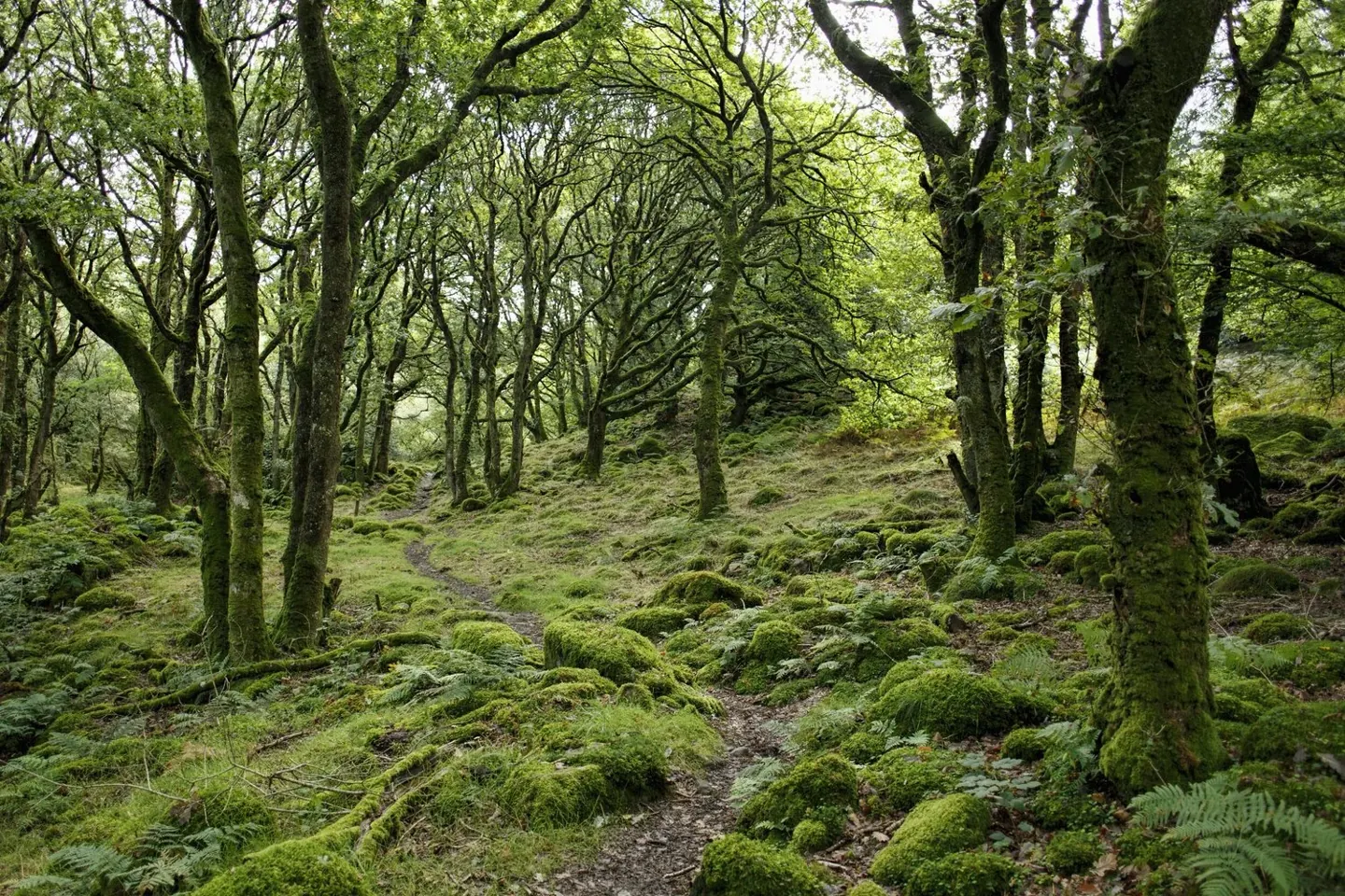 Nature Cure: Returning to the Elements