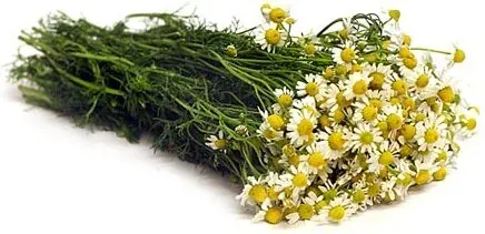 Dr. Michele Burklund Medicine Wild CHAMOMILE