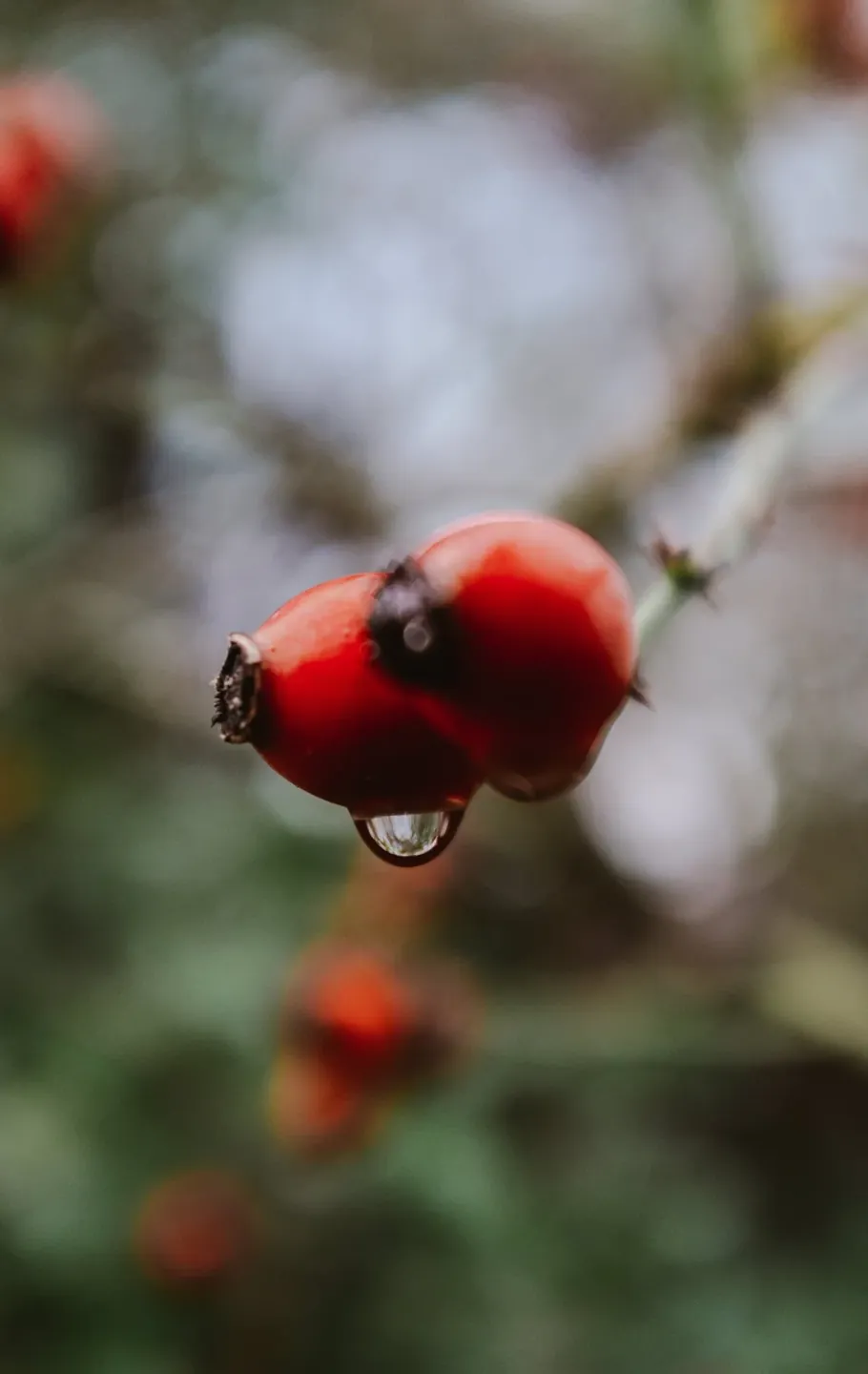 Rosehip Oil for a Softer Skin Ritual