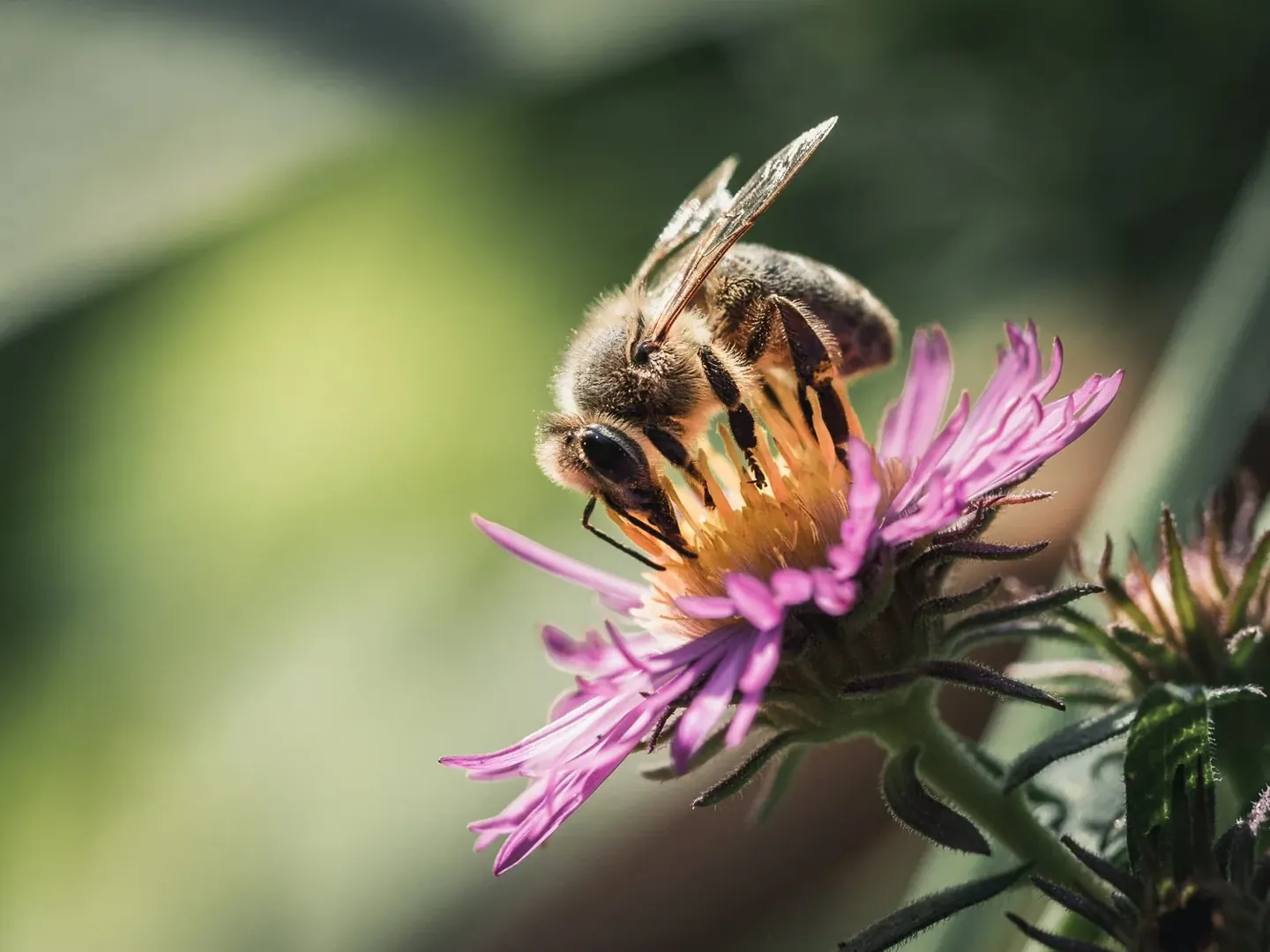 From the Hive: Honey, Pollen, and Royal Jelly