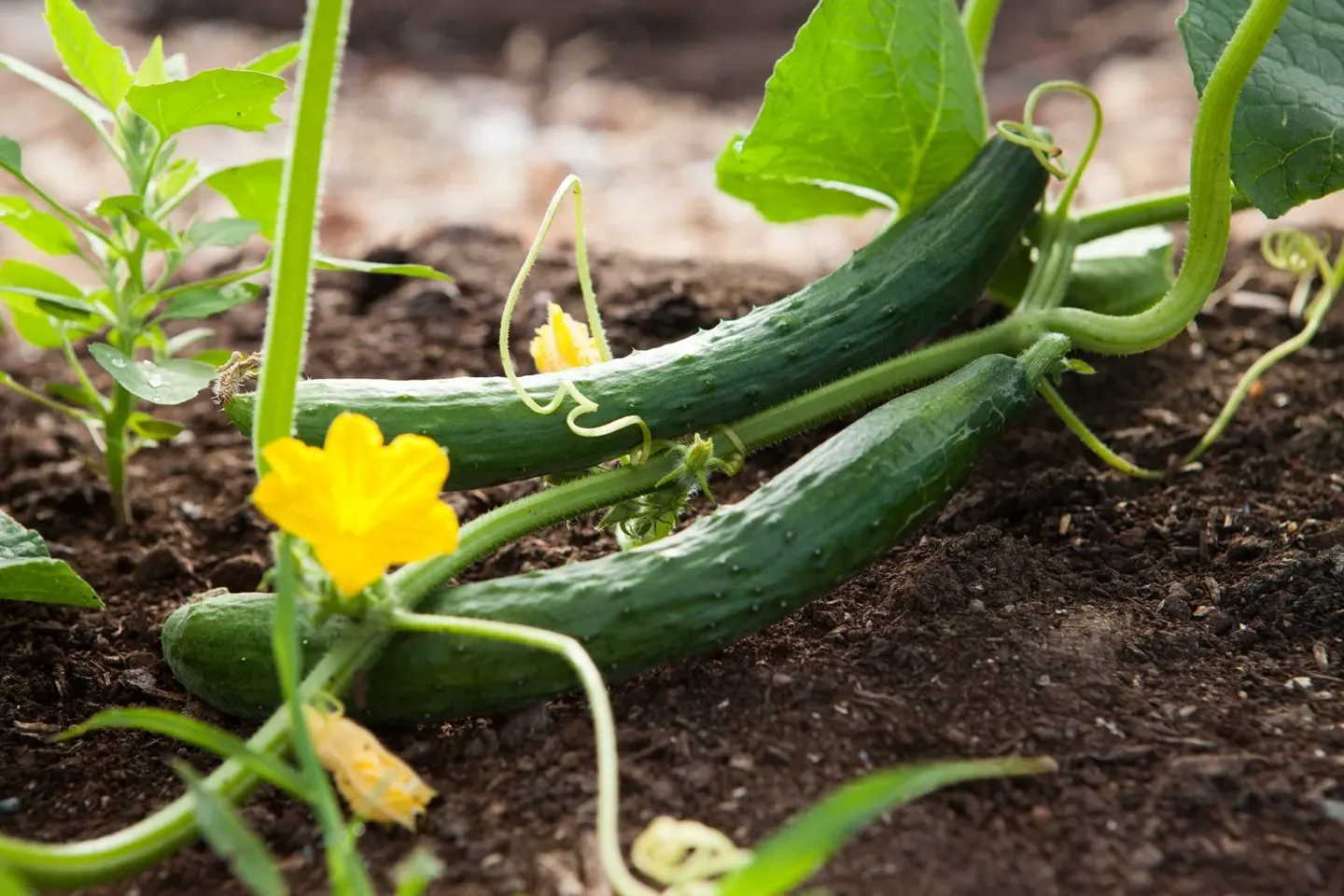 The Five-Minute Cucumber Reset