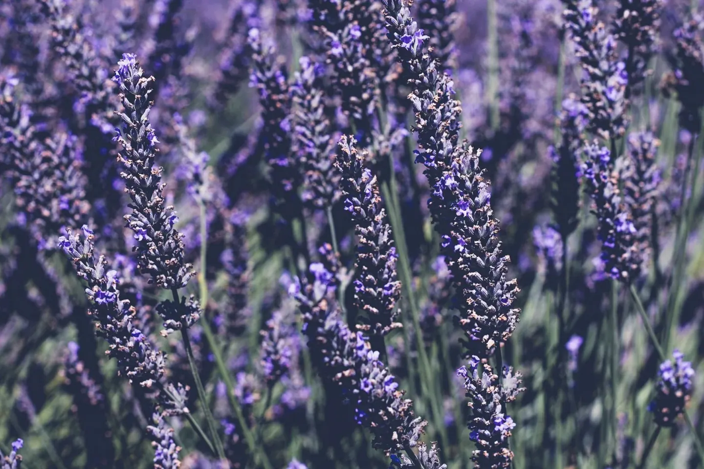 Purple lavender flowers from the original Lavender Season article