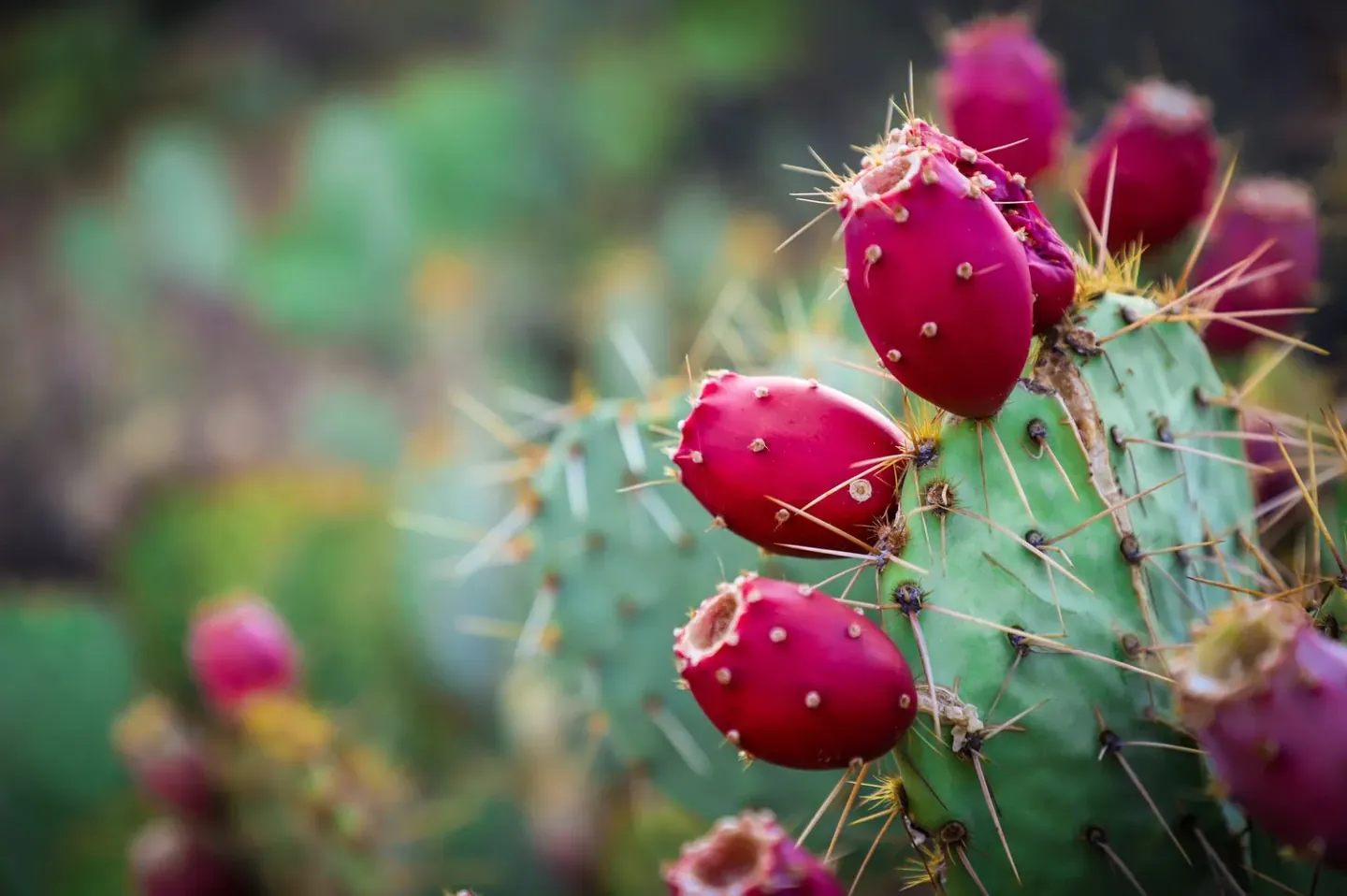 Prickly Pear, From Desert to Glass