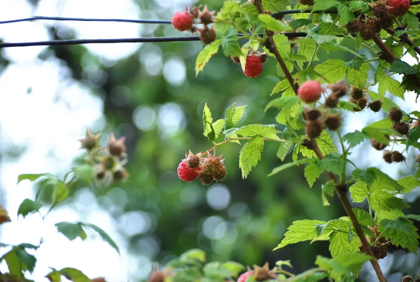 Raspberries, Just as They Are