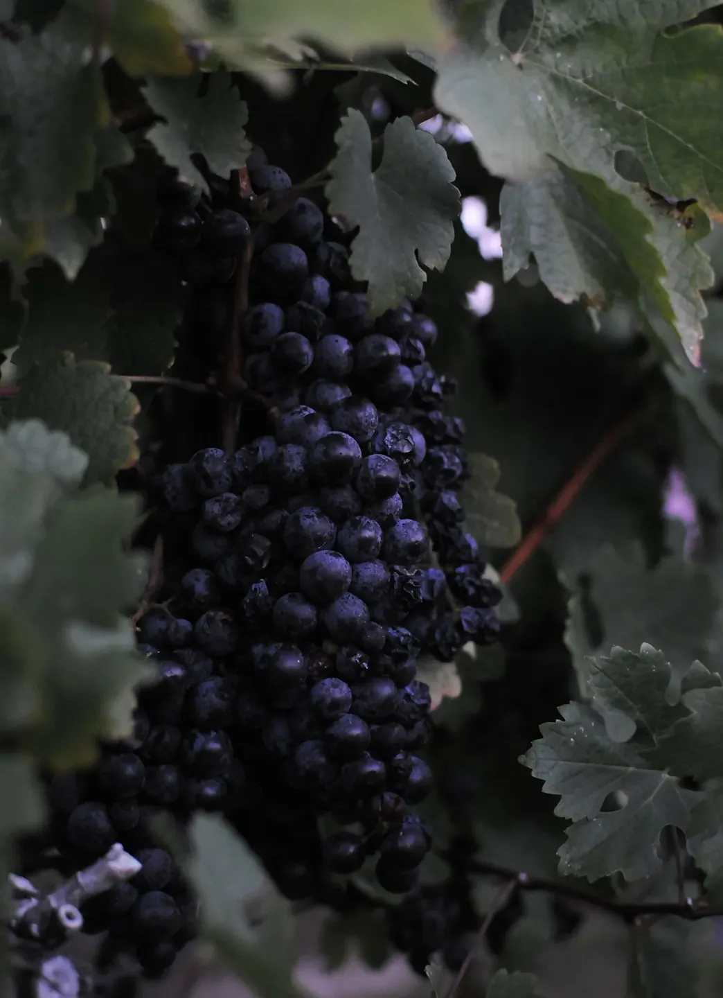 Resveratrol, Beyond the Red-Wine Story