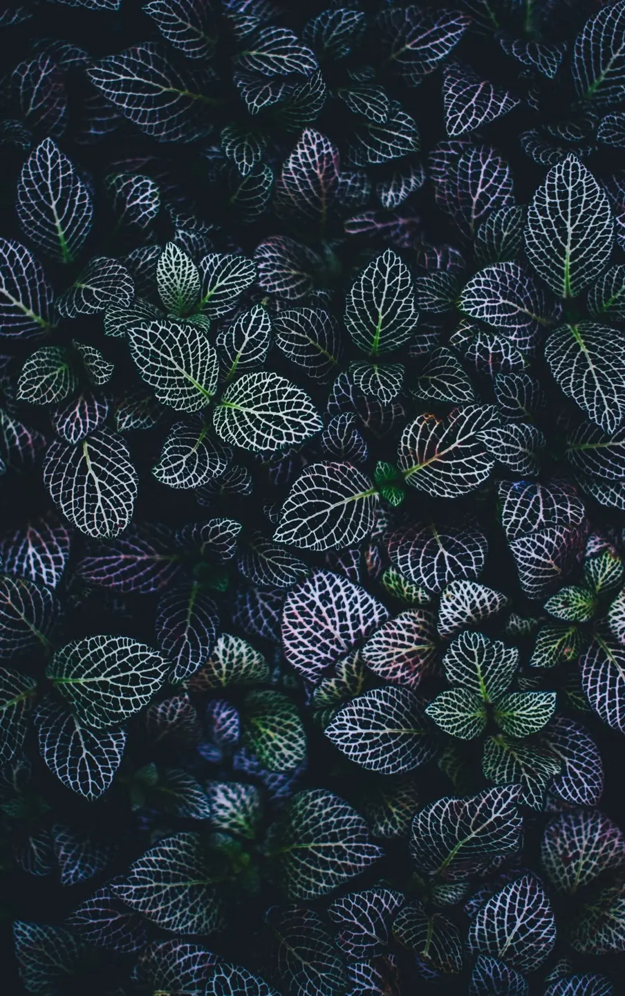 The Wisdom of Nature, with Clearer Questions