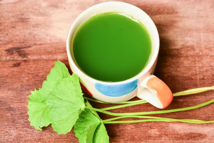 Gotu Kola, Meet the Skin Barrier