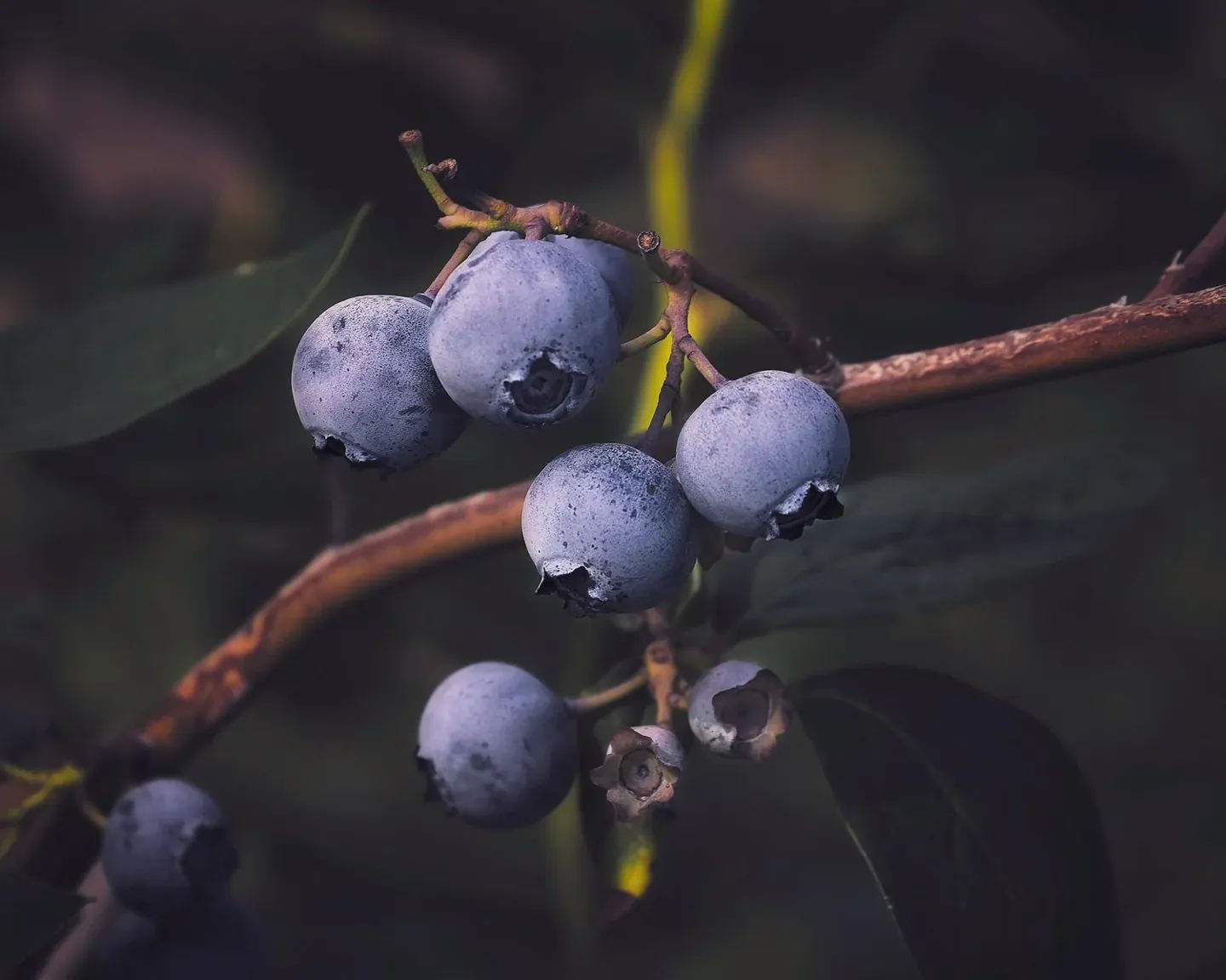 A Bowl of Blueberries Is a Very Good Beginning