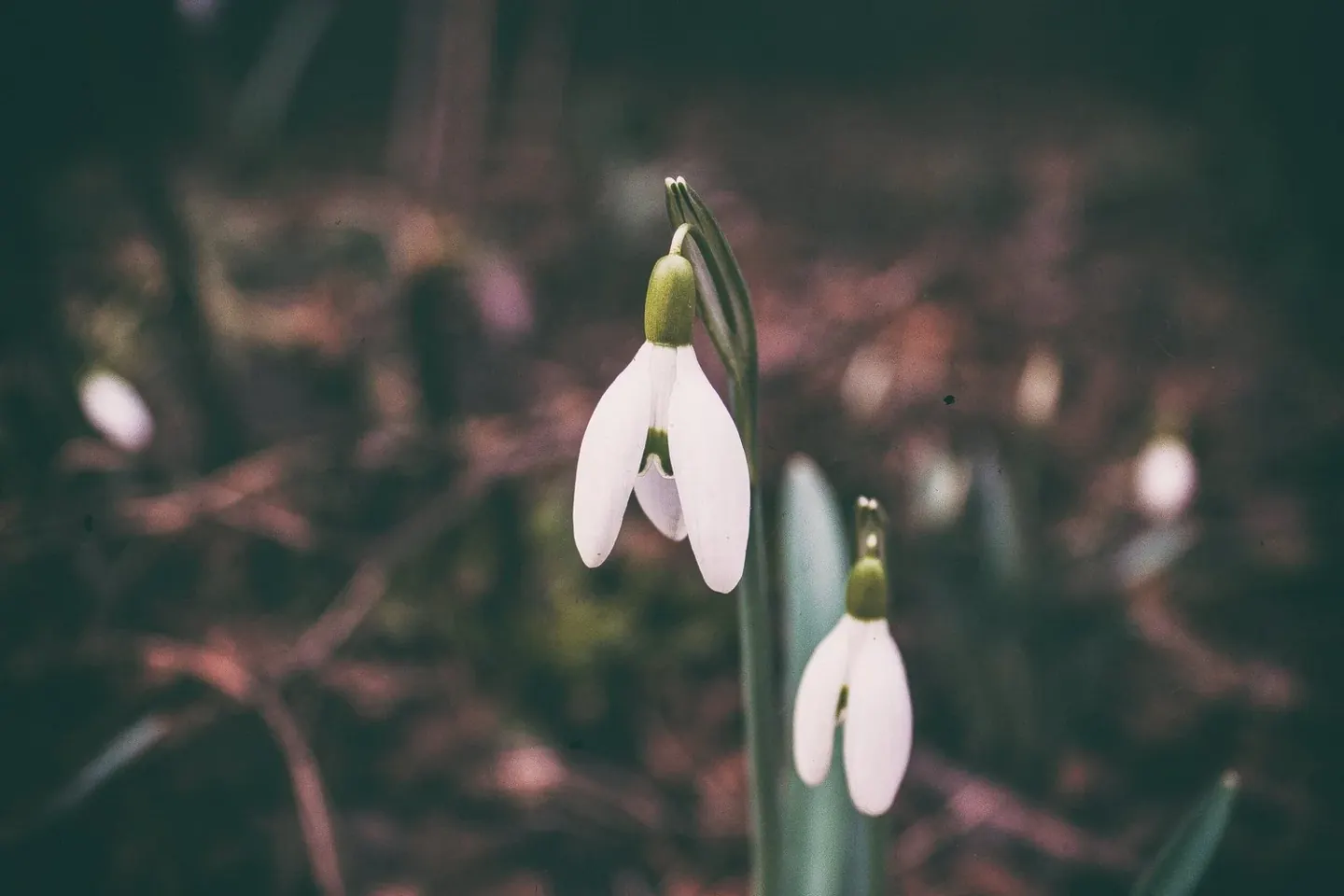 MTHFR, Folate, and a More Complete Mood Story