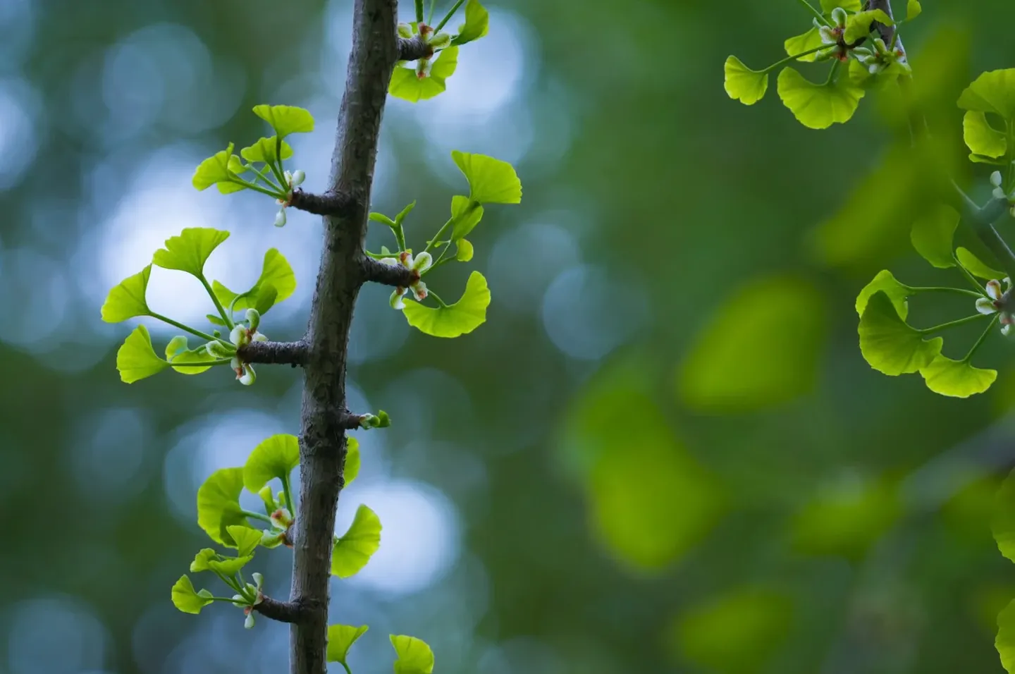 Botanicals and the Busy Brain