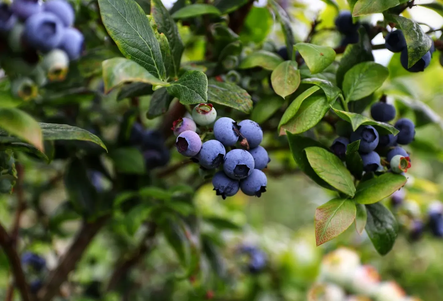 Food for a Well-Nourished Brain