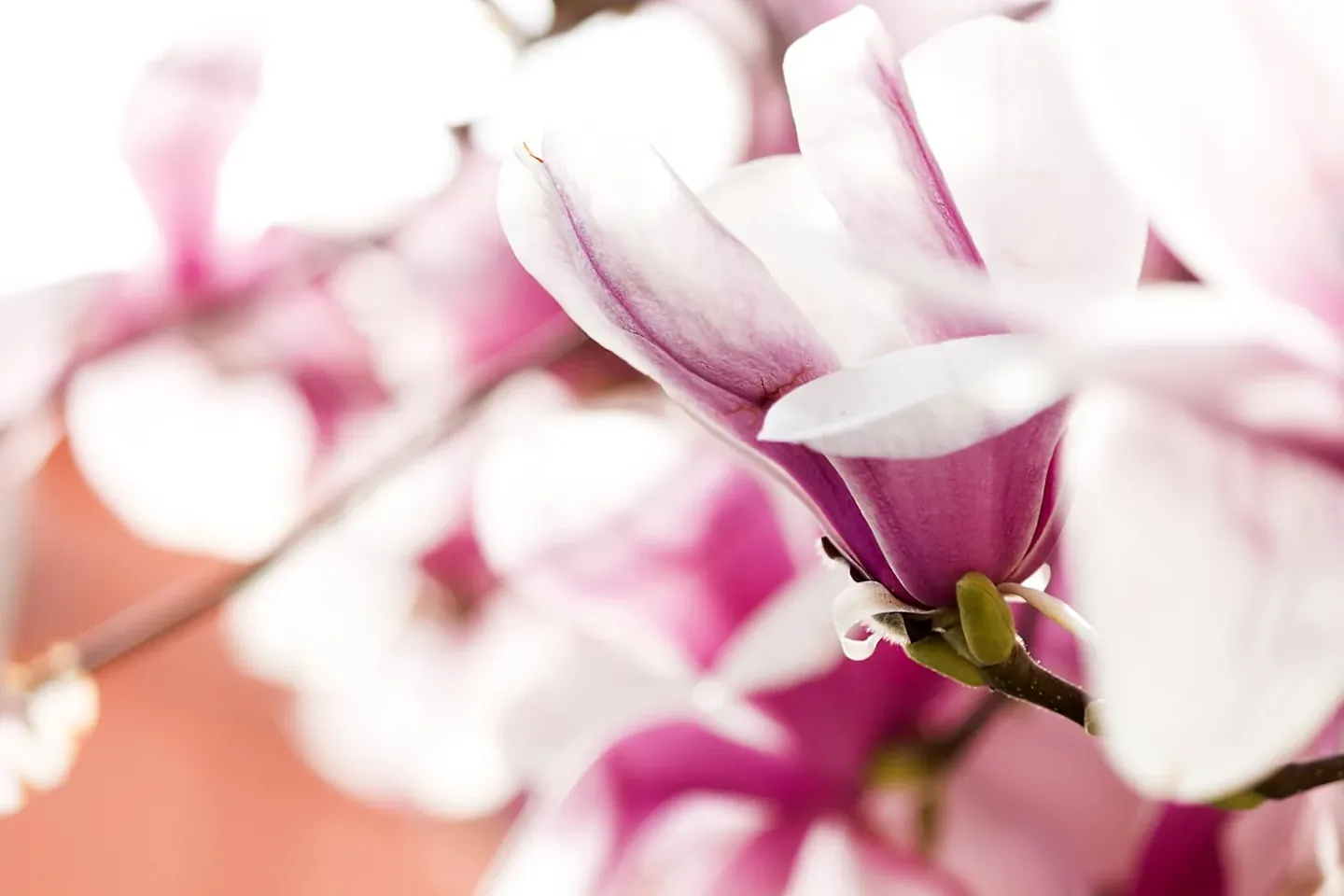 Magnolia Bark and the Search for a Calmer Day