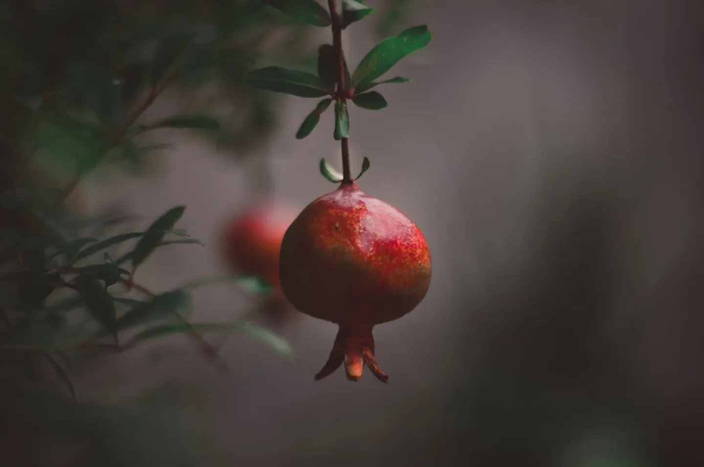 Pomegranate, for Abundance and the Everyday Table