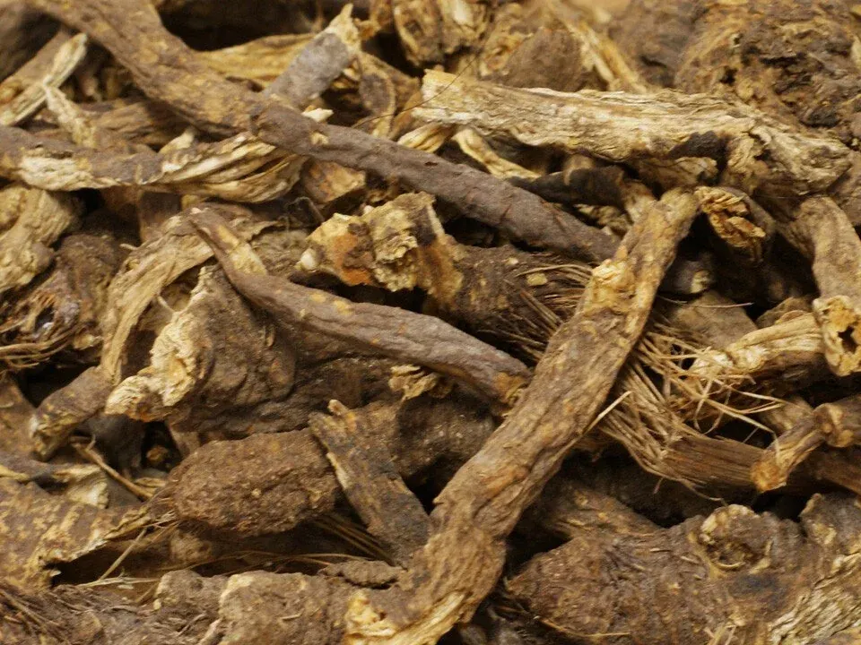 Osha: A Root to Approach with Respect
