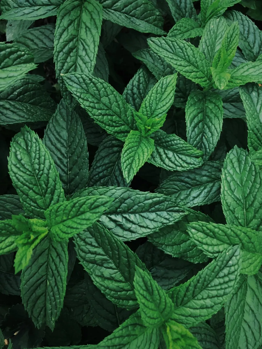 Peppermint, From the Teacup to the Table