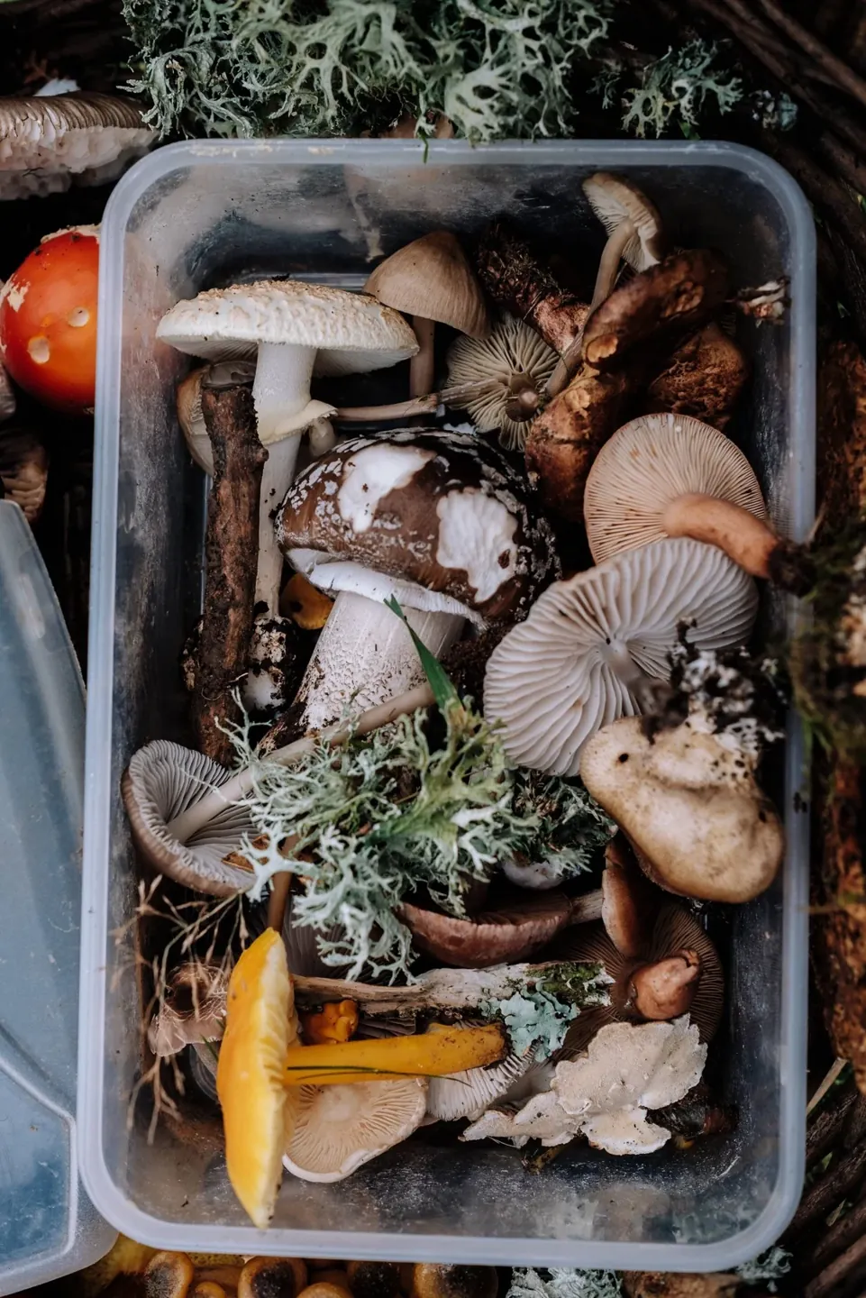 Five Mushrooms, Five Different Stories