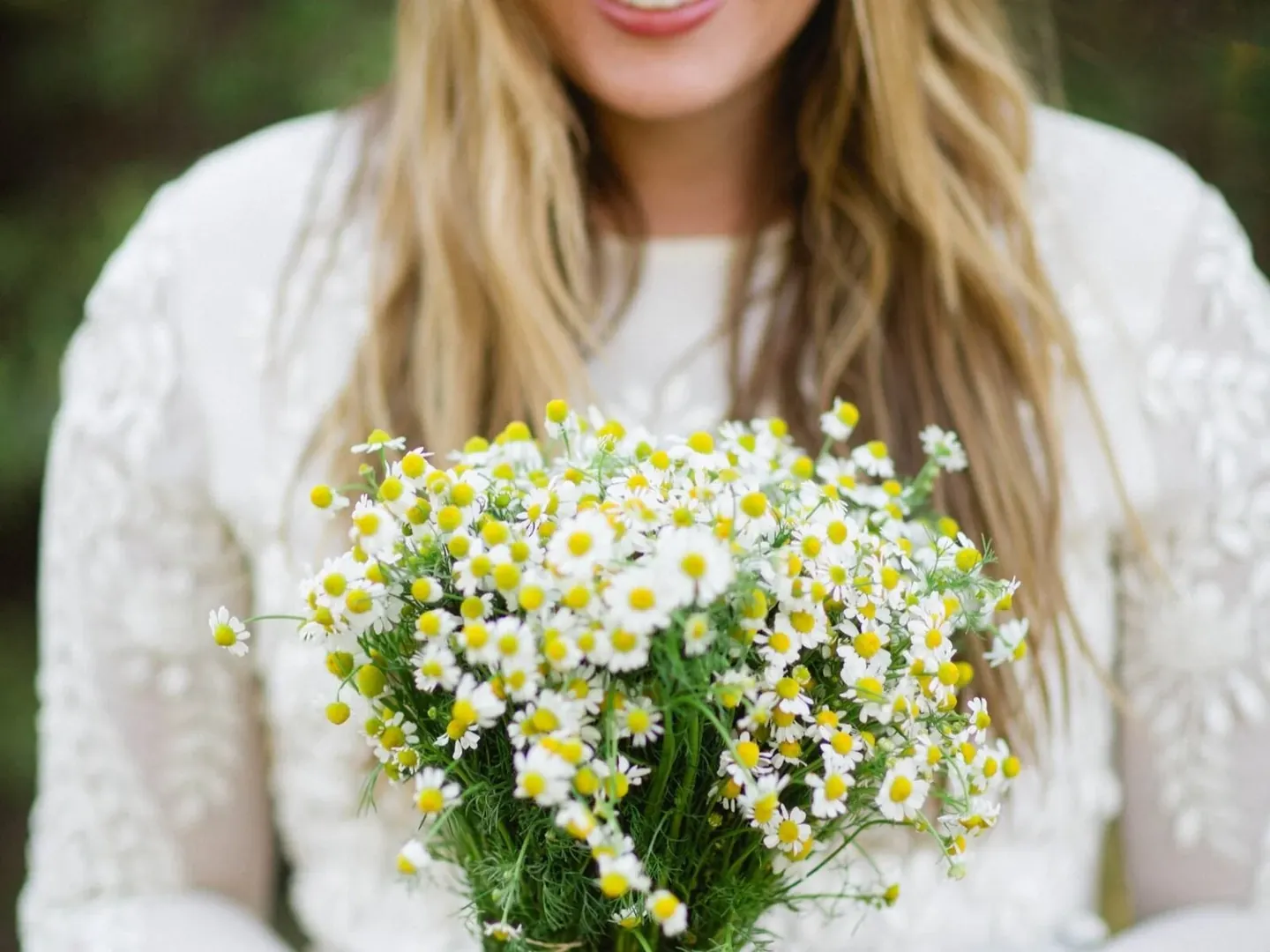 From the Medicine Wild Chamomile archive