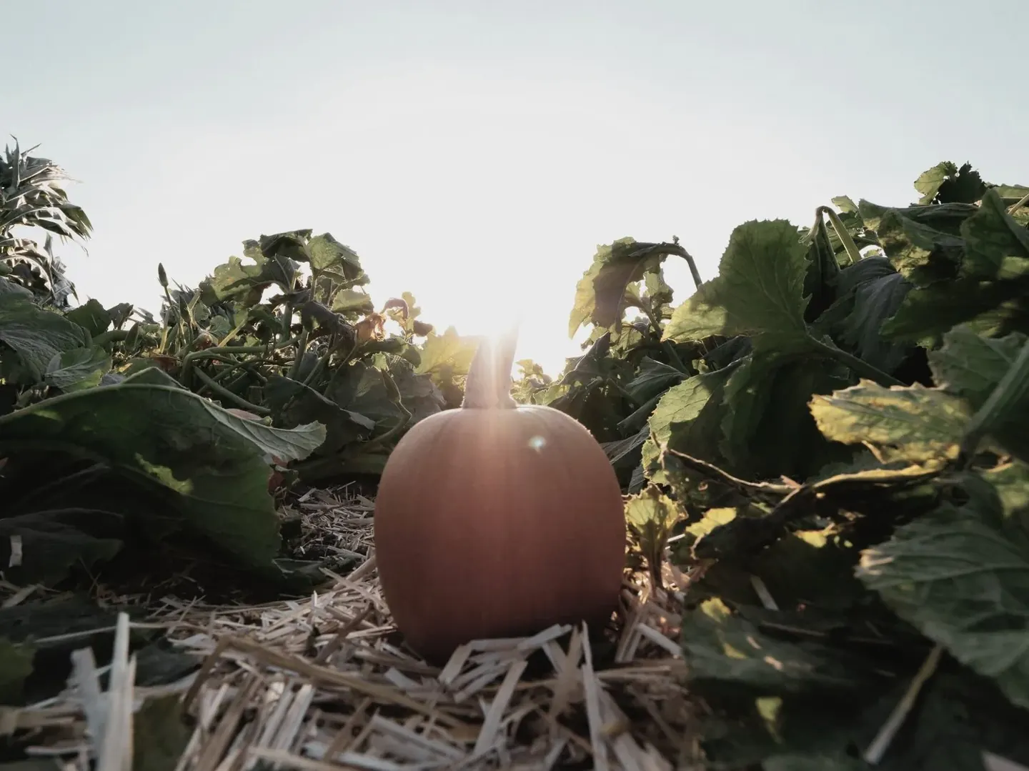 Pumpkin, From the Kitchen to an Occasional Mask