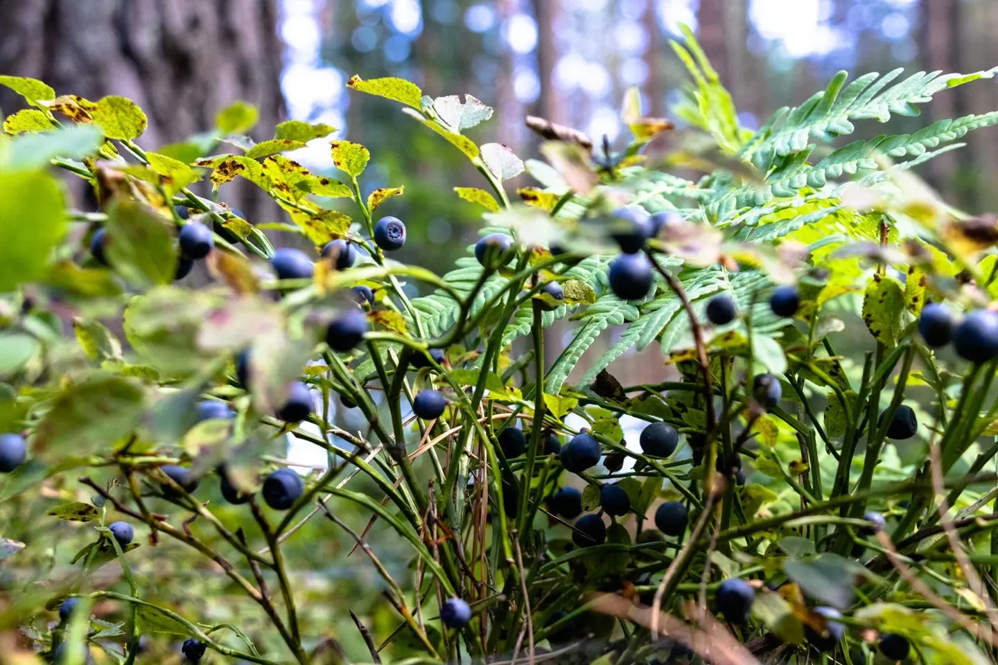 Blueberry, Kale, and Wheat Berry Salad