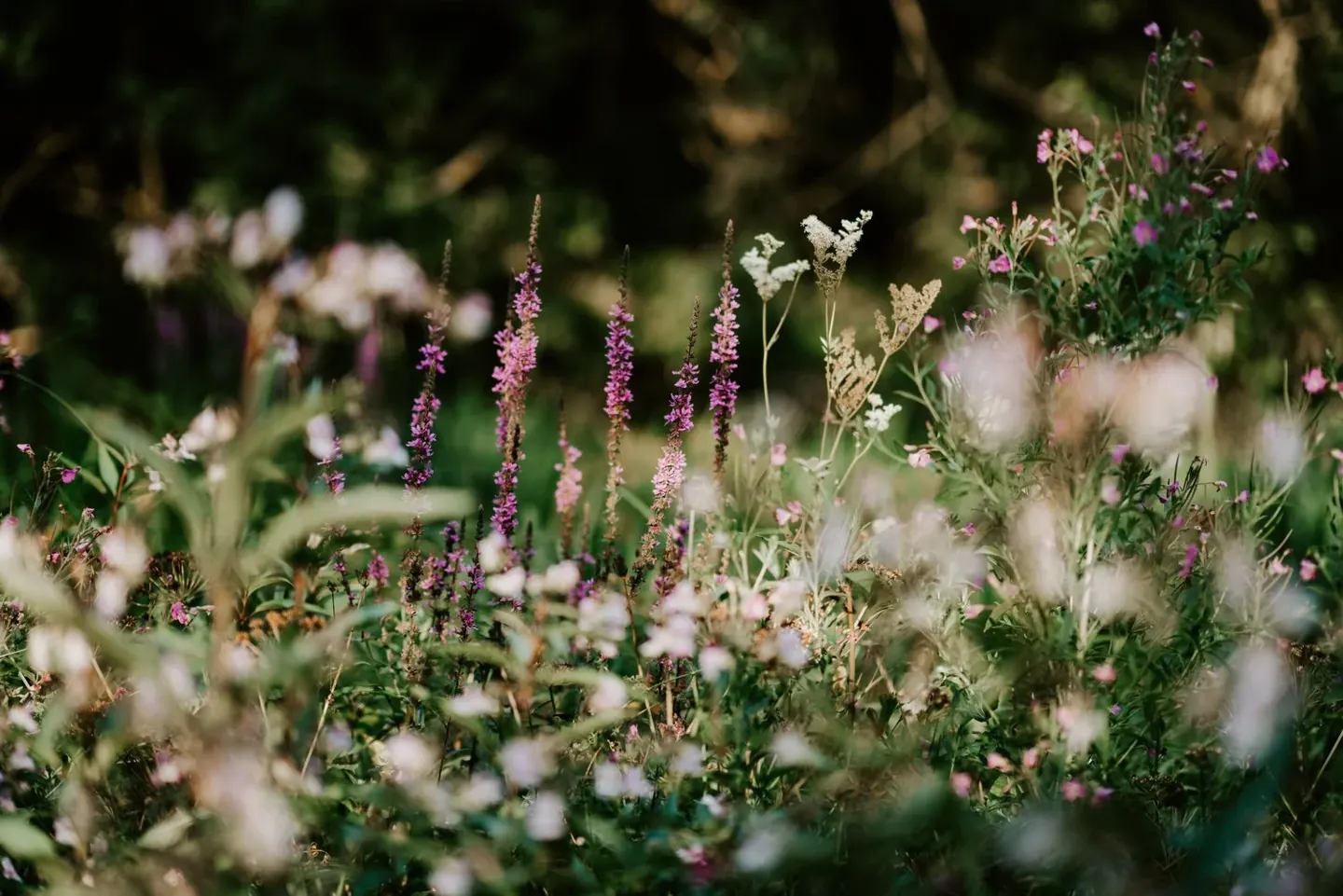 Foraging For Wildflowers