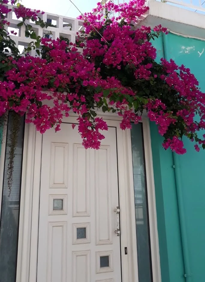 Pink bougainvillea above a white door and turquoise shutters, from my Crete photographs