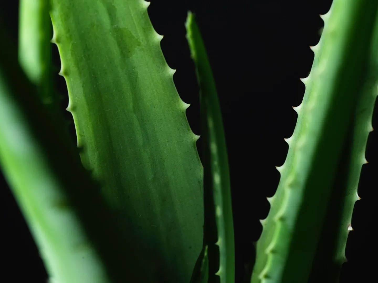 From the Medicine Wild Aloe archive