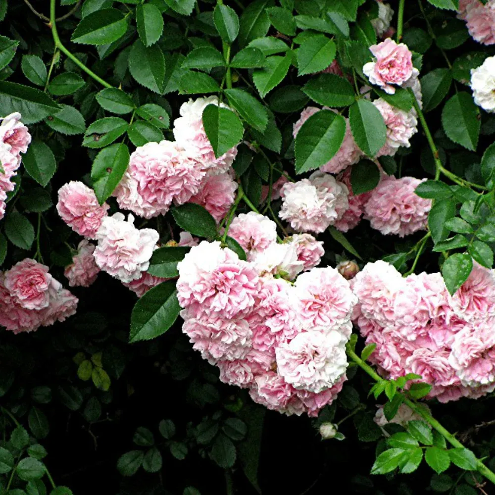 A Rose Hydrosol Ritual