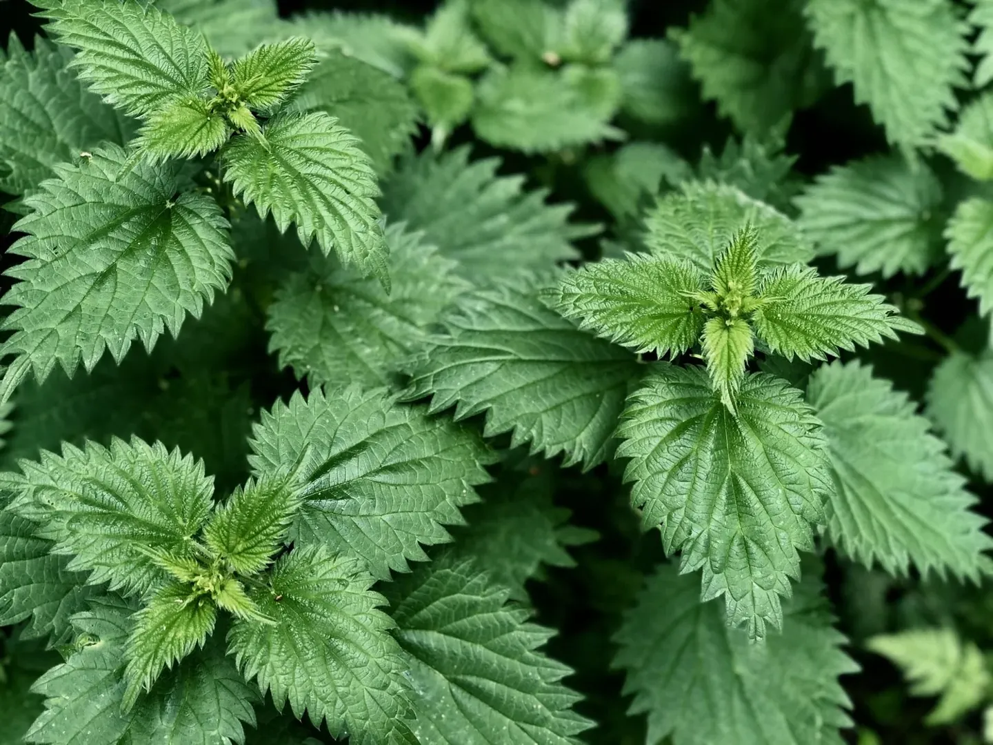 From the Medicine Wild Stinging Nettle archive