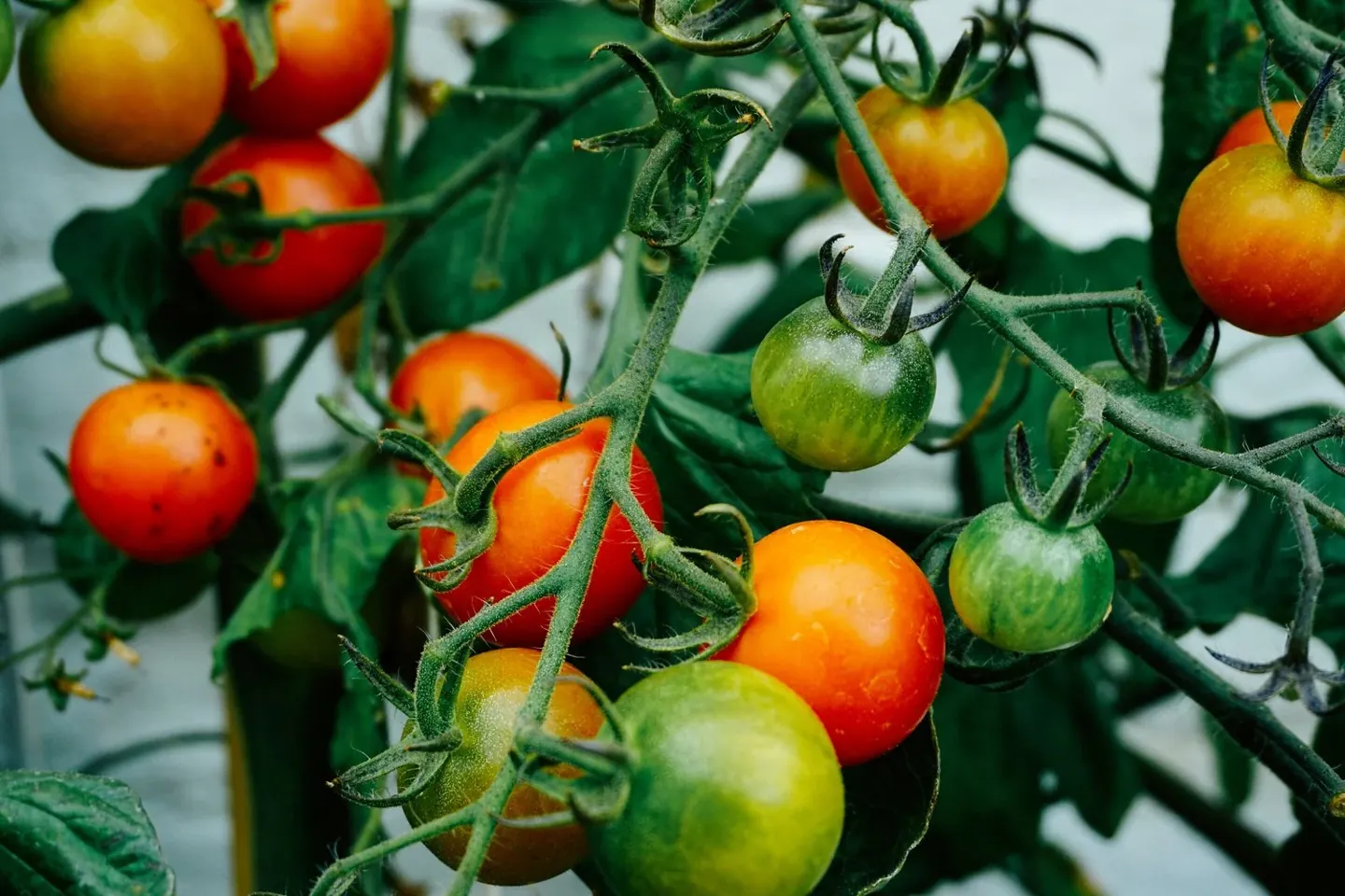 Tomato Season, at Its Simplest