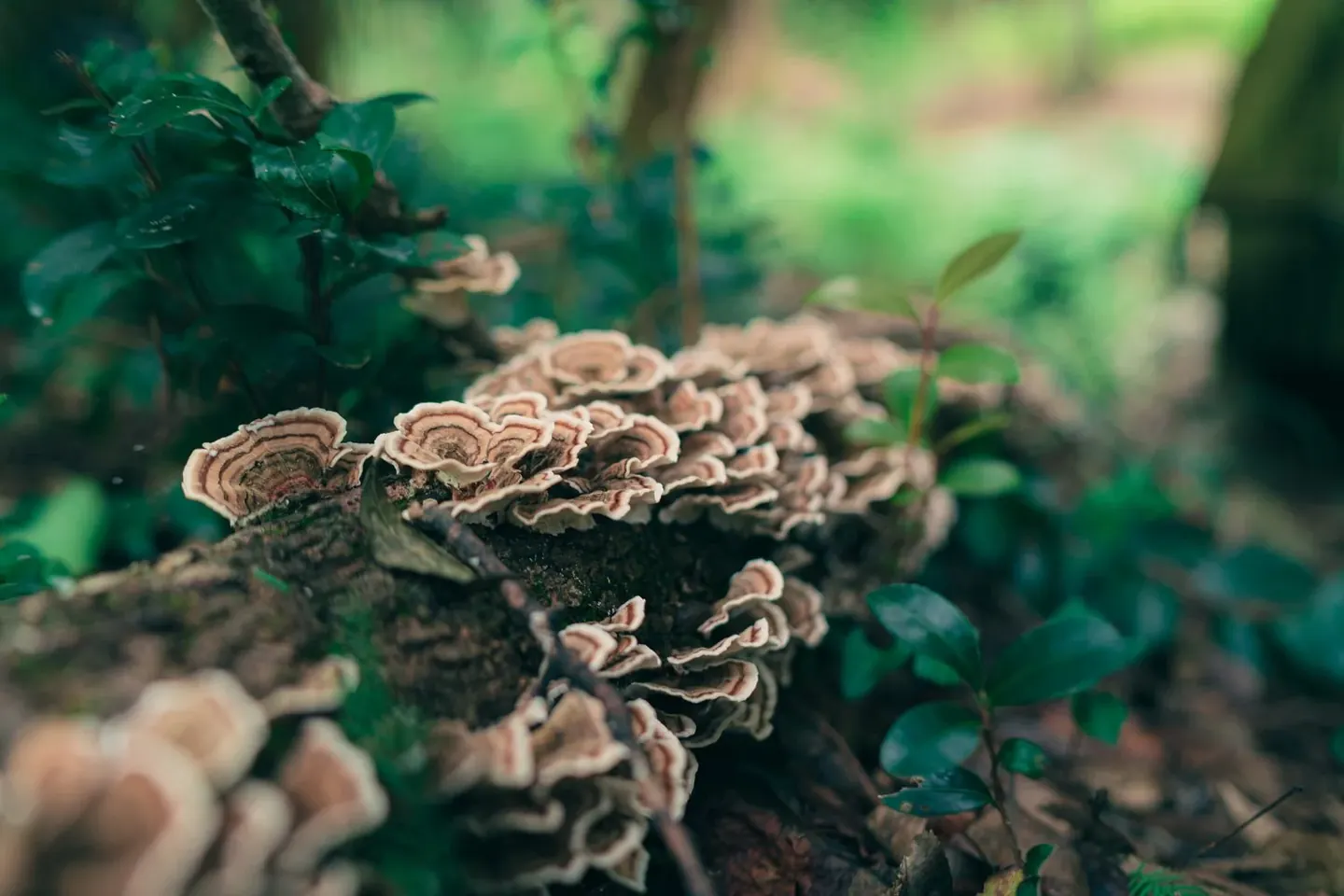 Reishi and Turkey Tail: The Forest, the Tradition, the Research