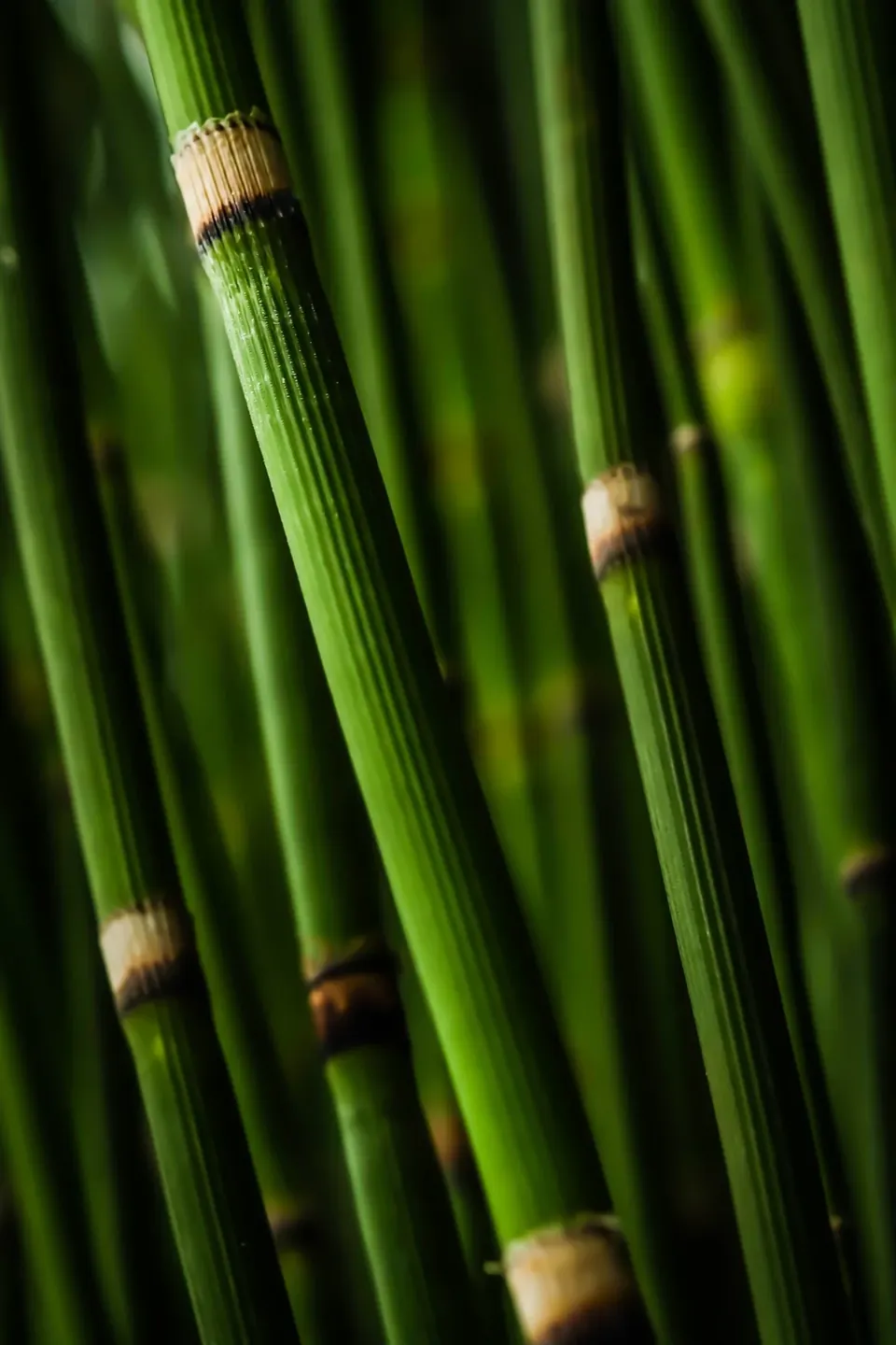 Horsetail, From the Garden to the Bath