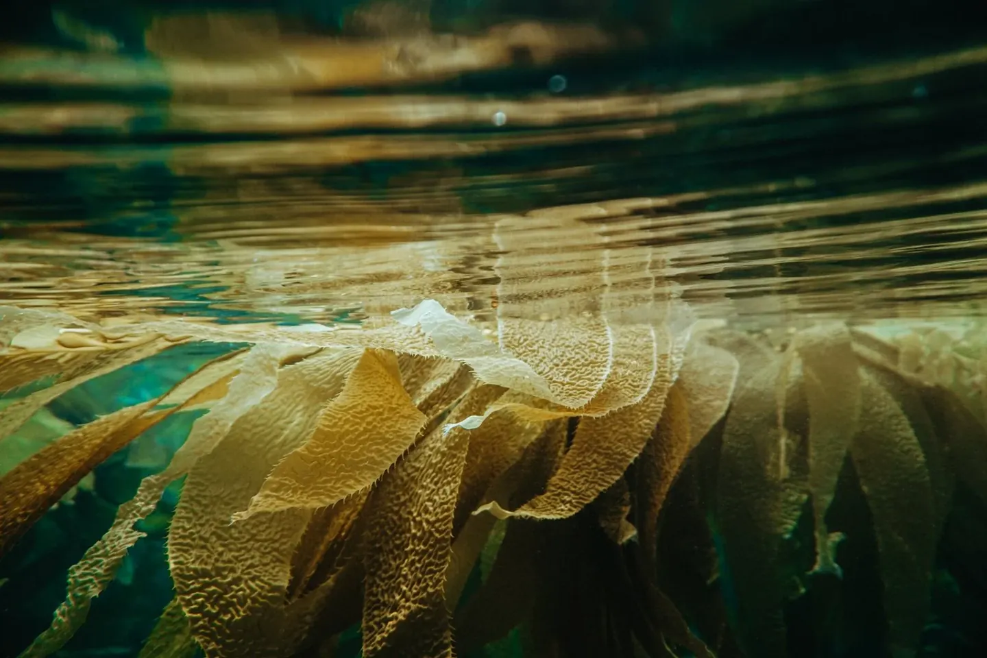 Kelp, in Small and Savory Amounts