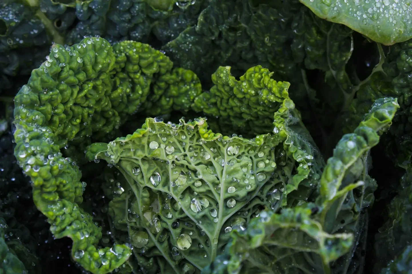 Kale, with a Little Crunch