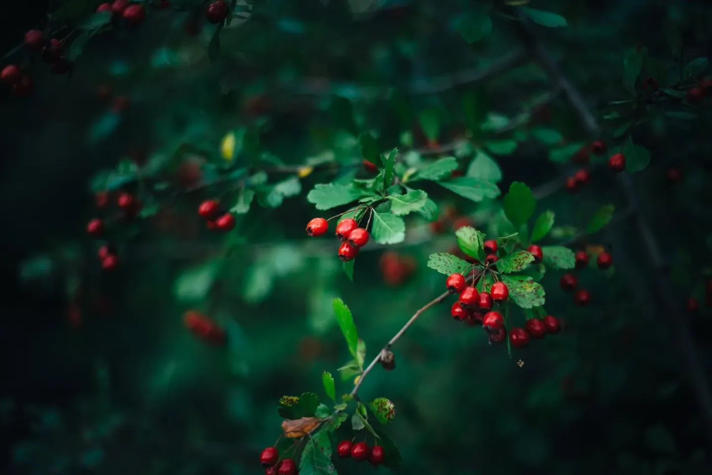 From the Medicine Wild Hawthorn archive