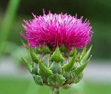 From the Medicine Wild Milk Thistle archive