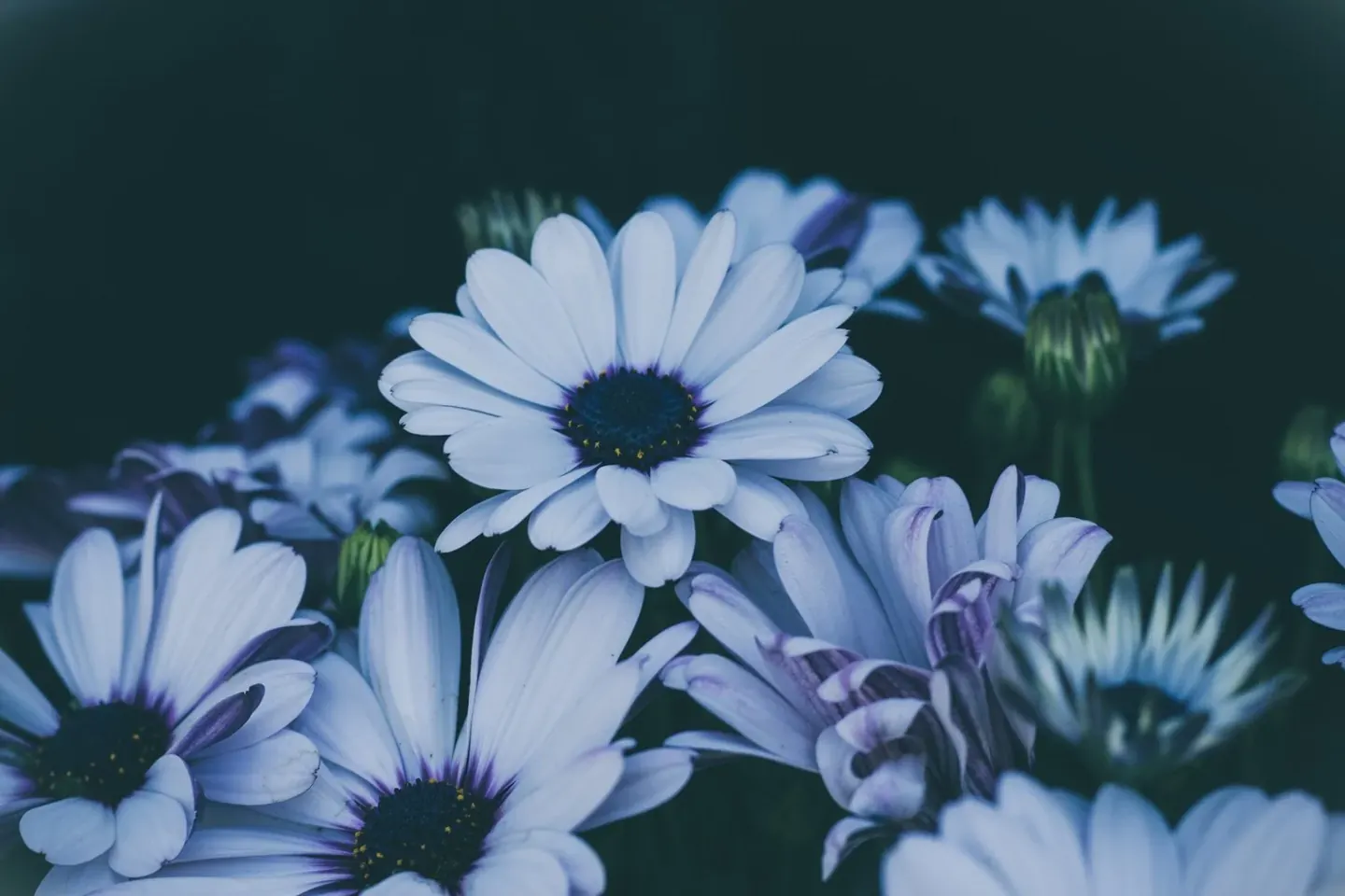The Soul of a Flower-Essence Ritual