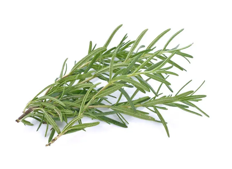 ROSEMARY CRETE GREECE DR. MICHELE BURKLUND