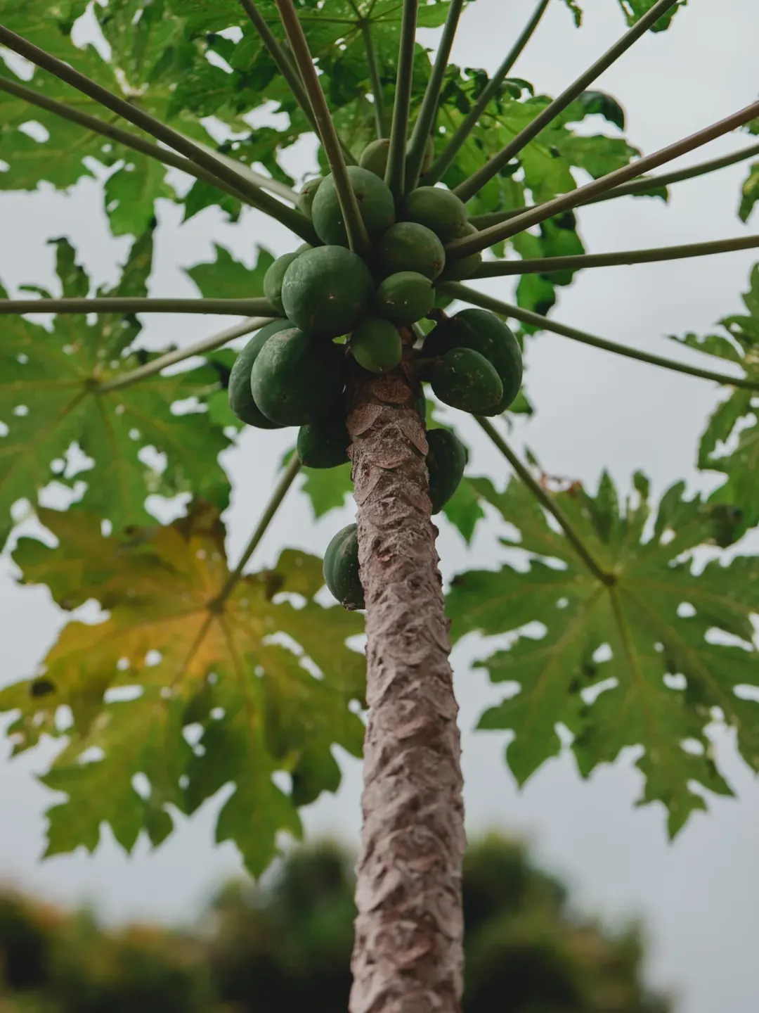 A Gentler Papaya Beauty Ritual