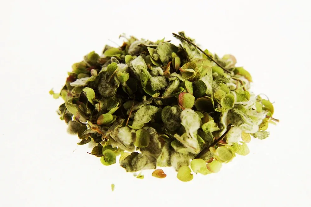 Dittany (Erontas) (Origanum dictamnus)